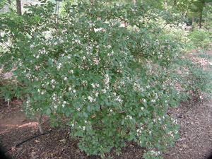 Hammock sweet azalea in the landscape